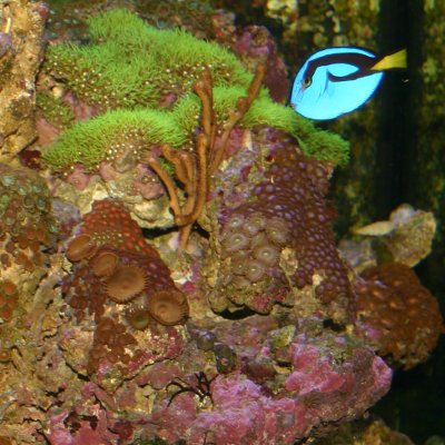 Saltwater "Reef" Aquarium