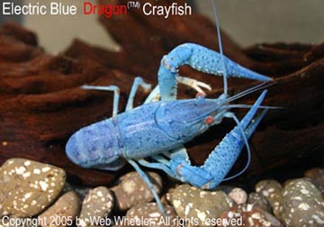 Electric Blue Dragon™ Crayfish