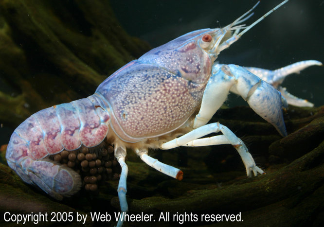 Electric Blue Dragon(TM) Crayfish with Berries / Embryos Photograph
