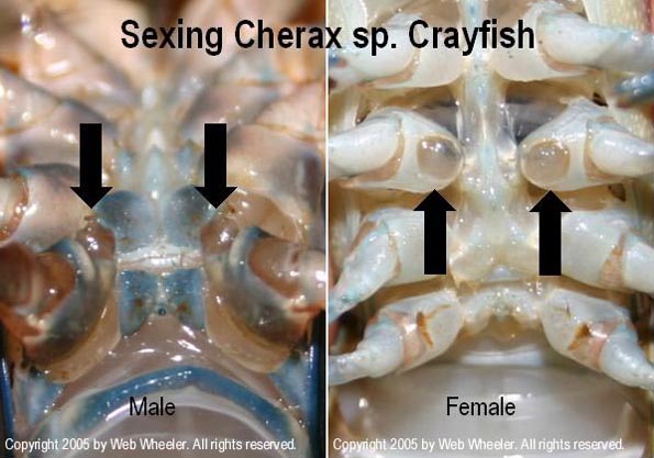 Sexing Cherax Crayfish photographs