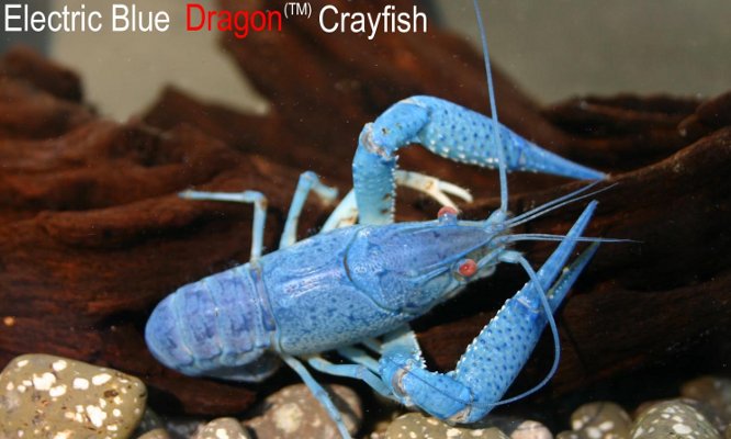 Electric Blue Dragon Crayfish
