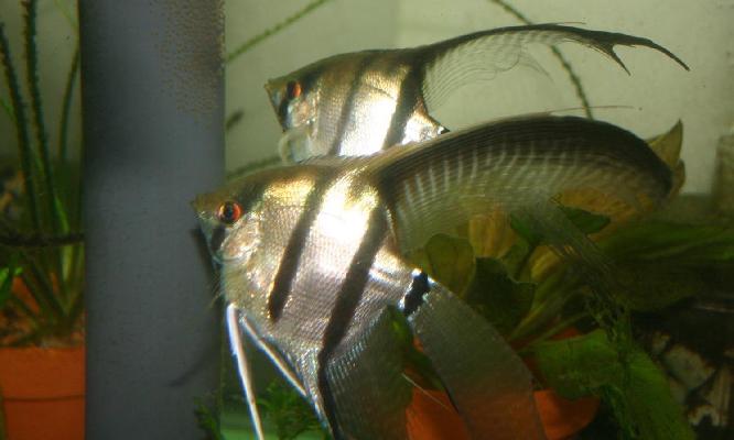 Silver Veiltail Angelfish Breeding