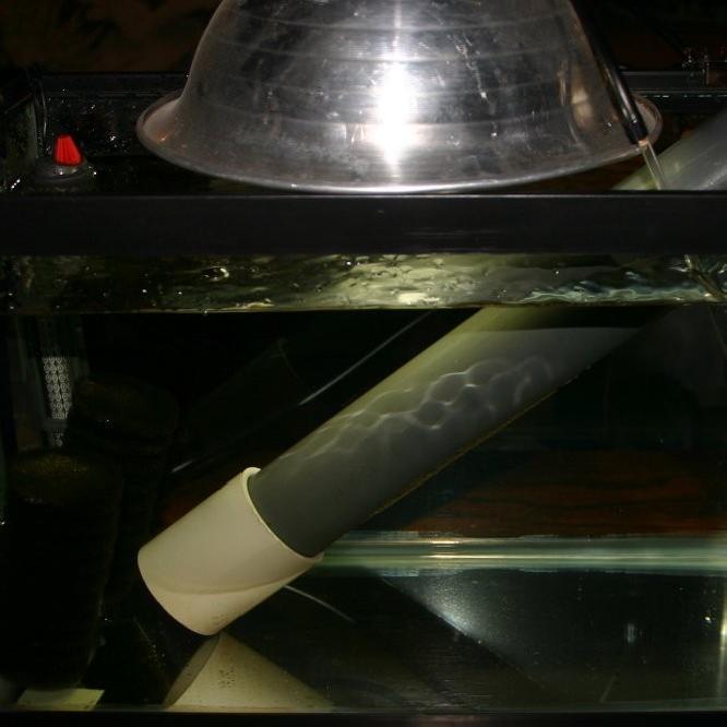 Angelfish Egg Hatching Setup