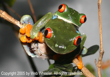 Red-Eyed Tree Frog amplexus photograph