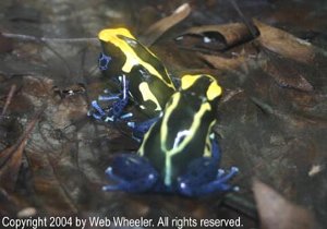 Dyeing Dart Frog Courtship (male calling)
