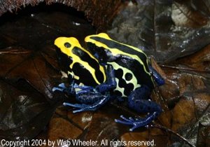Dyeing Dart Frogs