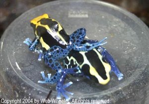 Dyeing Dart Frog Courtship (positioning)