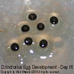 Dendrobates tinctorius egg development photograph 1