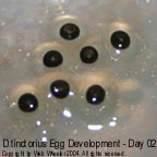 Dendrobates tinctorius egg development photograph 2