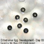 Dendrobates tinctorius egg development photograph 3