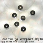 Dendrobates tinctorius egg development photograph 4