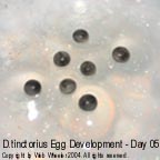 Dendrobates tinctorius egg development photograph 5