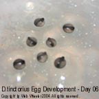 Dendrobates tinctorius egg development photograph 6