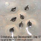 Dendrobates tinctorius egg development photograph 7