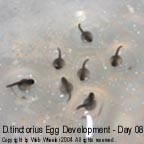 Dendrobates tinctorius egg development photograph 8
