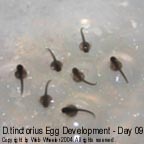 Dendrobates tinctorius egg development photograph 9