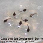 Dendrobates tinctorius egg development photograph 10