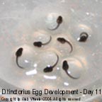 Dendrobates tinctorius egg development photograph 11