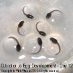 Dendrobates tinctorius egg development photograph 12