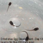 Dendrobates tinctorius egg development photograph 13