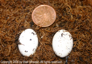 Crested Gecko Eggs (Rhacodactylus ciliatus) photograph