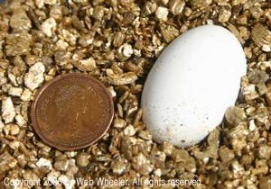 Saharan Uromastyx Egg photograph 1