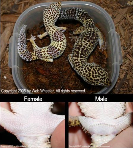 Sexing Leopard Geckos photograph