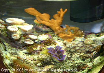 Saltwater Coral Reef Bowl Photos