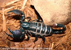 Female Emperor Scorpion (Pandinus imperator) giving birth photograph 1