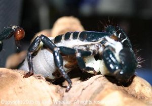 Female Emperor Scorpion (Pandinus imperator) giving birth photograph 2