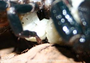Female Emperor Scorpion (Pandinus imperator) giving birth photograph 3