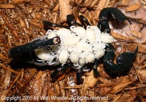 Female Emperor Scorpion (Pandinus imperator) giving birth photograph 4