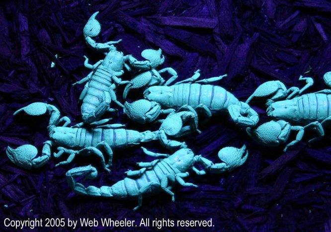 Emperor Scorpions (Pandinus imperator) in ultraviolet light photograph