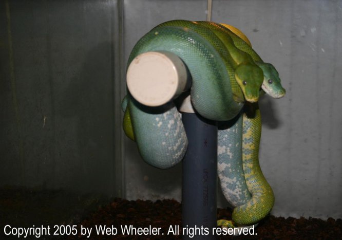 Green Tree Pythons (Morelia viridis) mating photograph