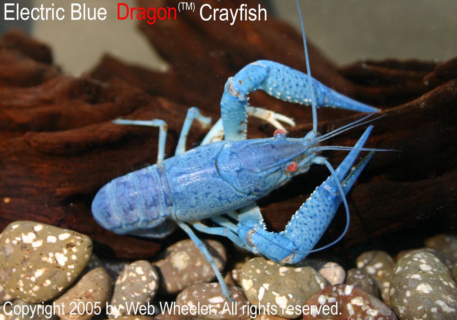 Electric Blue Dragon Crayfish
