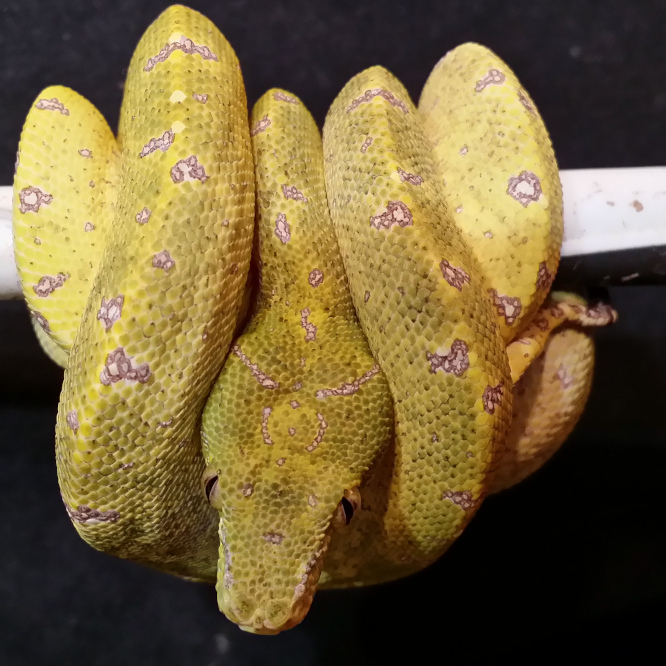 2019 Juvenile GTP-01 ("Sexy Bastard" X "Mutant Bitch)"