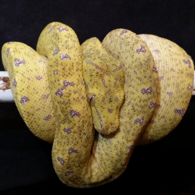 2019 Juvenile GTP-04 ("Sexy Bastard" X "Mutant Bitch)"