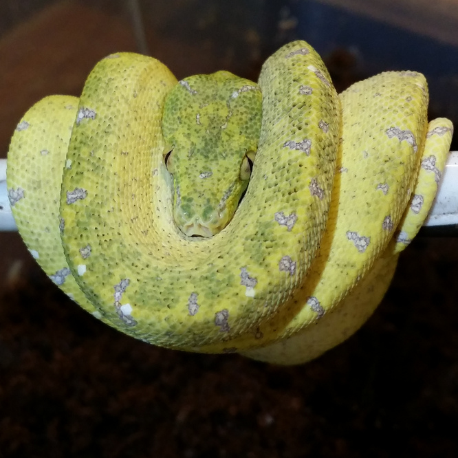 2019 Juvenile GTP-05 ("Sexy Bastard" X "Mutant Bitch)"