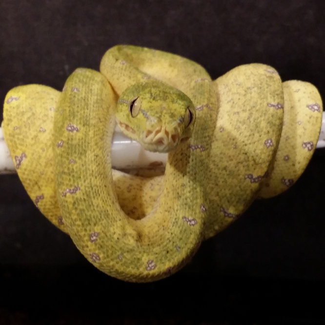 2019 Juvenile GTP-06 ("Sexy Bastard" X "Mutant Bitch)"