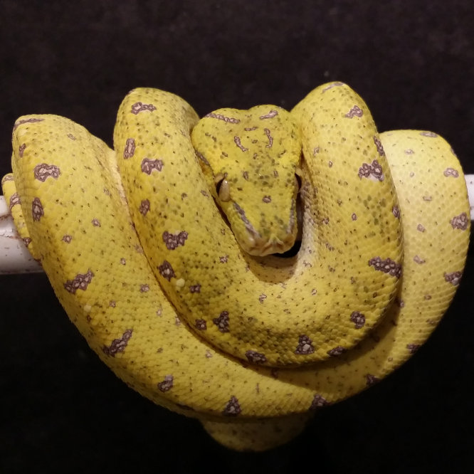 2019 Juvenile GTP-08 ("Sexy Bastard" X "Mutant Bitch)"